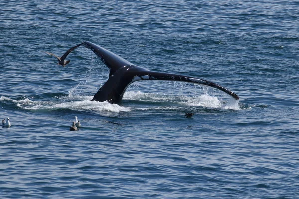 Cola de ballenas jorobadas — Foto de Stock