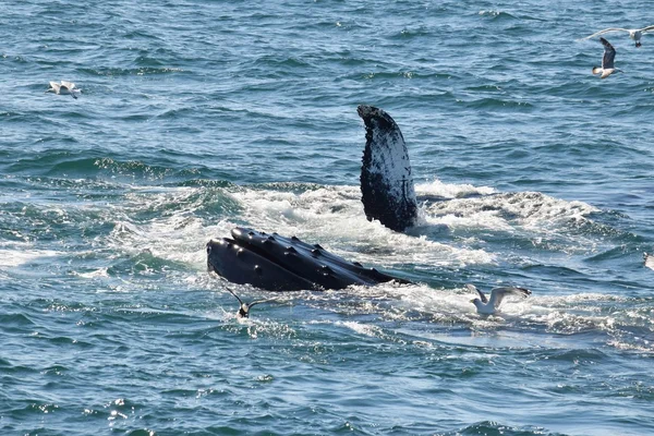 Baleia jubarte palmada peitoral — Fotografia de Stock