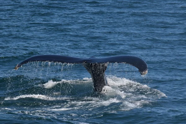 Humpback whale tail with water running over it — Stock Photo, Image