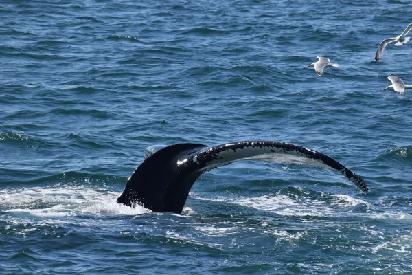 Cola de ballena jorobada durante el buceo — Foto de Stock