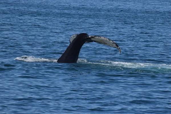 Cola de ballena jorobada durante el buceo — Foto de Stock