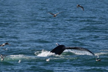 Martılar kuyruklu kambur 