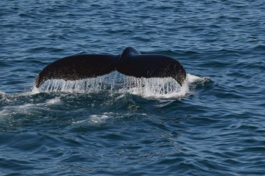 Martılar kuyruklu kambur 