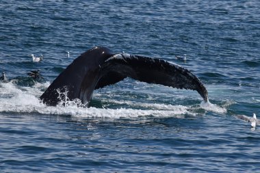 Martılar kuyruklu kambur 