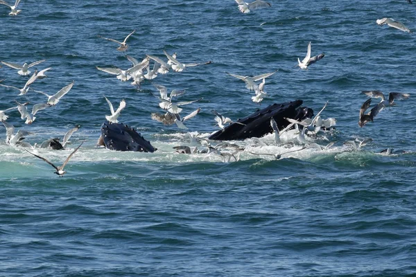 Горбаті кити харчуються піщаними смугами — стокове фото