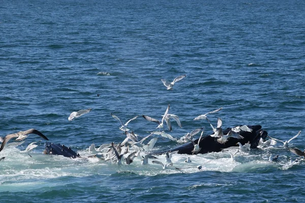 레인 보우 고 향유 고래 — 스톡 사진