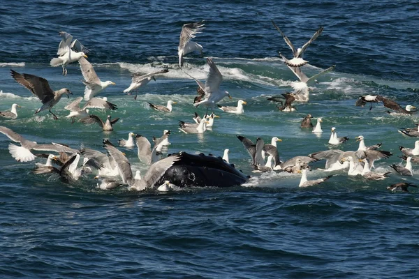 Baleia jubarte alimentando-se com as gaivotas — Fotografia de Stock