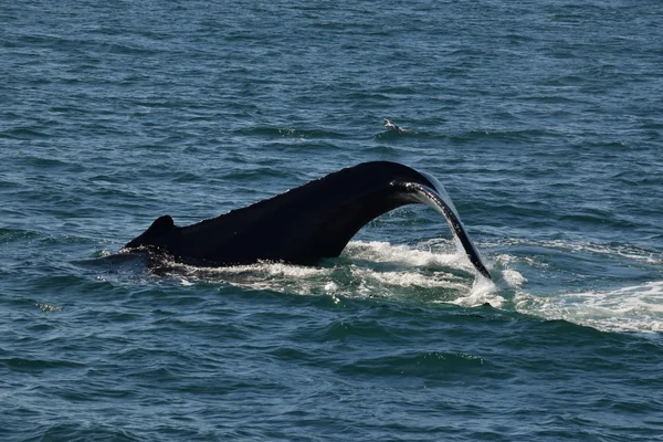 Bultrug staart met meeuwen — Stockfoto