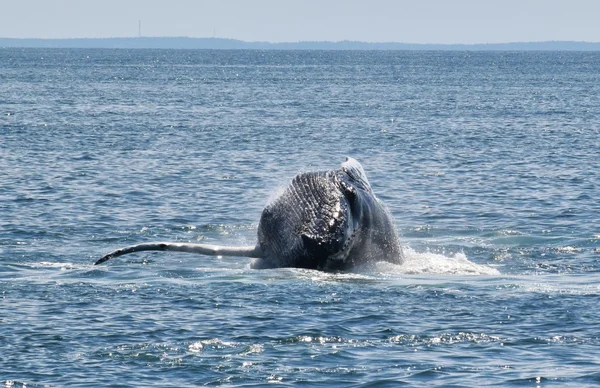 Violación de ballenas jorobadas — Foto de Stock