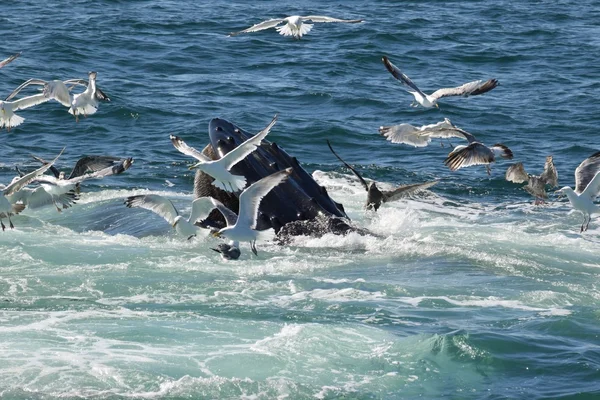 Baleia jubarte alimentando-se com as gaivotas — Fotografia de Stock