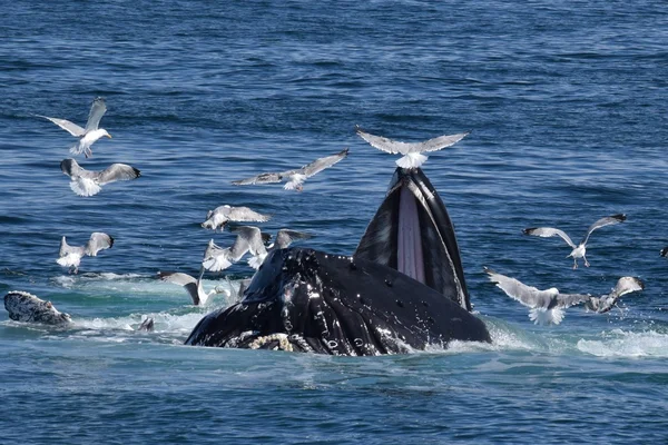 Rorqual à bosse se nourrissant des mouettes — Photo