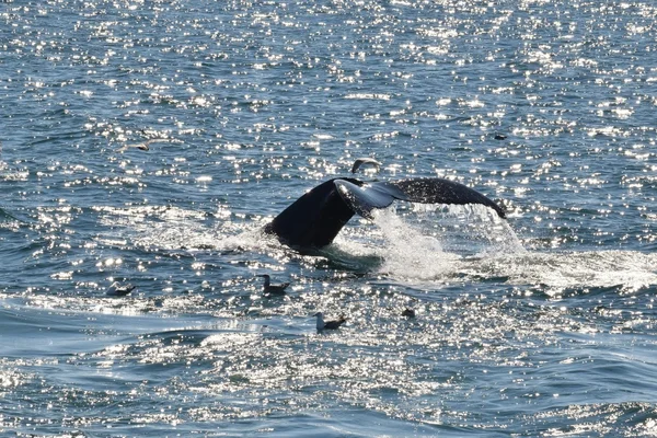 Humpback tail with seagulls — Stock Photo, Image