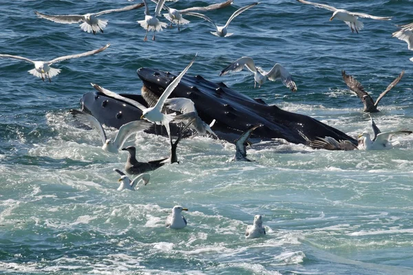 Humpback whale feeding with the seagulls — Stock Photo, Image