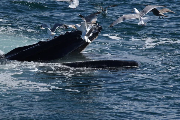 Baleia jubarte alimentando-se com as gaivotas — Fotografia de Stock
