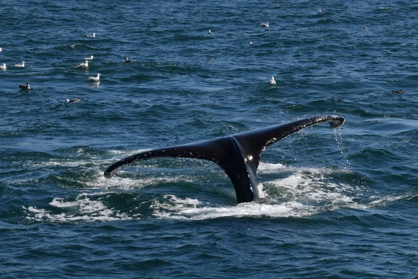 고래 꼬리 갈매기 — 스톡 사진