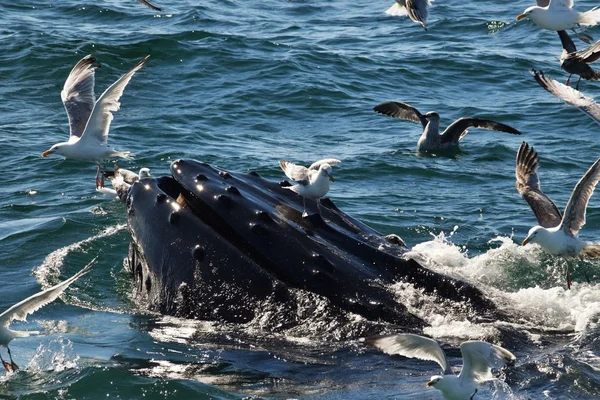 Ballena jorobada alimentándose con las gaviotas Imágenes De Stock Sin Royalties Gratis