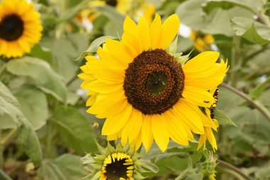 Ayçiçeği büyük sarı çiçek