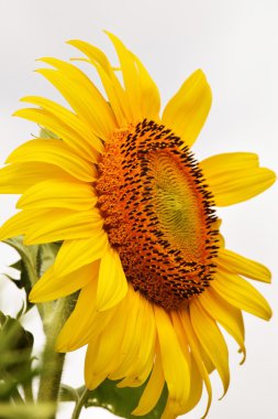 Ayçiçeği tam Bloom