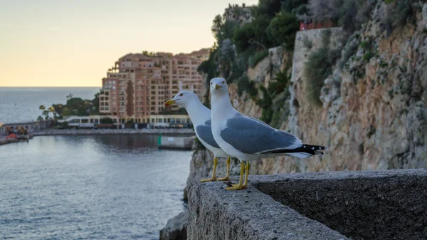 Casal de gaivotas na parede em Mônaco — Fotografia de Stock