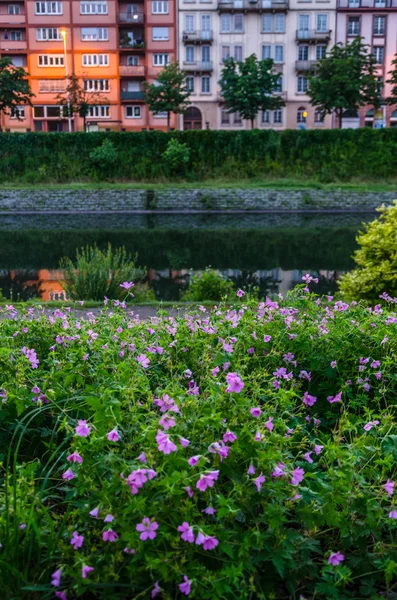 ストラスブールの川の近くの花壇 — ストック写真