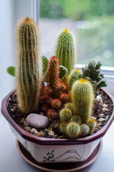 Compoziția cactusului într-un vas de flori — Fotografie, imagine de stoc