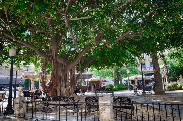 Fantastico albero gigante della gomma nella città di Alicante, Spagna — Foto Stock