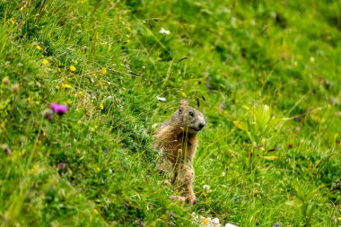 Bir dağ sıçanı bizi izliyor. Avusturya ve İsviçre arasındaki Alplerde sessizlik için dağlara bakıyorlar. Gaden Vadisi 'nde tatil. Dağlarda yaz günü.