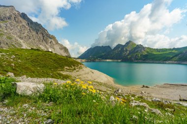 Sarı alp çiçekleri, dağlık doğada sarı papatyalar, Brand Reservoir barajı. Vorarlberg Alpleri 'ndeki dağ, elektrik ve su rezervi. Vorarlberg, Avusturya 'da güzel bir dağ manzarası