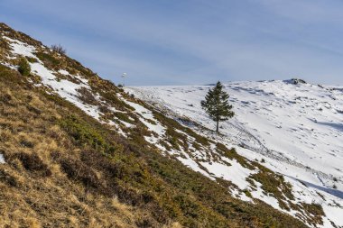 Rheintal 'ın tepesindeki karlı dağda tek bir ağaç. Karlı ve kuru çayırların arasındaki köknar ağacı.
