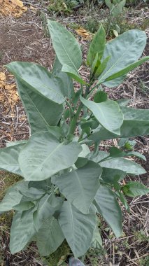 Günbatımları, sörfçüler, gelgit havuzları, yıpranmış kayalar, soyut bulutlar ve dokular, palmiye ağaçları ve Swamis Resif Sörf Parkı Encinitas California 'daki buz tabakası..