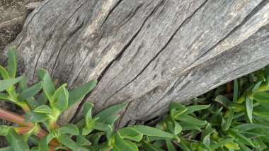 Günbatımları, sörfçüler, gelgit havuzları, yıpranmış kayalar, soyut bulutlar ve dokular, palmiye ağaçları ve Swamis Resif Sörf Parkı Encinitas California 'daki buz tabakası..