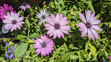 Encinitas California 'da Afrikalı Daisy çiçekleri açıyor