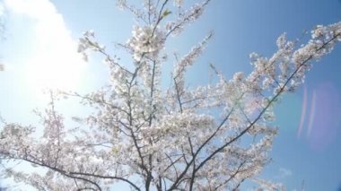 Şu yeni gelişen bir kiraz ağacı. Mavi gökyüzü.
