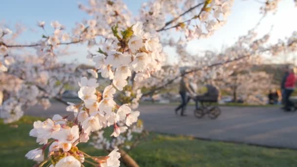 桜の花の枝の木。フィールドの浅い深さ。バック グラウンドで歩く人. — ストック動画