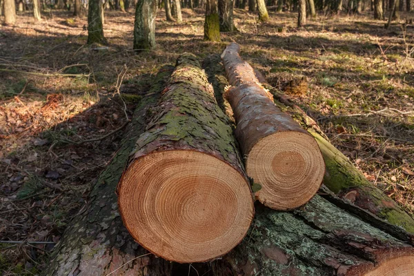 Gevelde pine bomen in het bos — Stockfoto