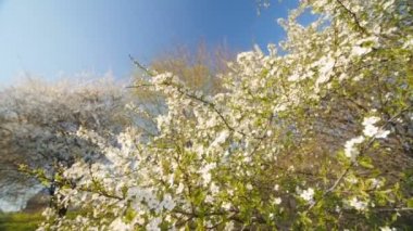 Tarafından bahar çiçeği beyaz erik ağacı. Ağır çekim, geniş açı düşük görüş.