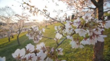 Çiçek açan bir kiraz ağacının dalında güzel beyaz çiçekler. Sığ alan derinliği.