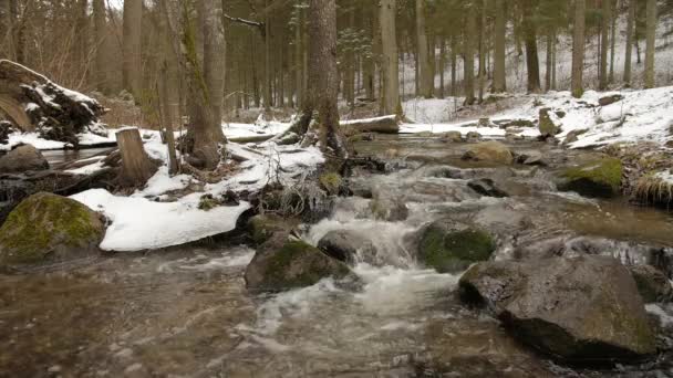 Stony river i skogen — Stockvideo