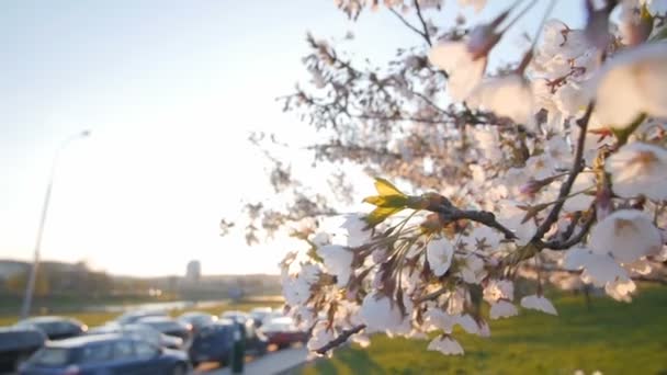 Zweig eines blühenden Kirschbaums. geringe Schärfentiefe. Autos im Hintergrund. — Stockvideo