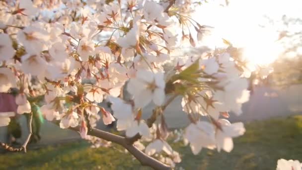 Rama de un cerezo en flor con hermosas flores blancas. Profundidad superficial del campo. — Vídeo de stock