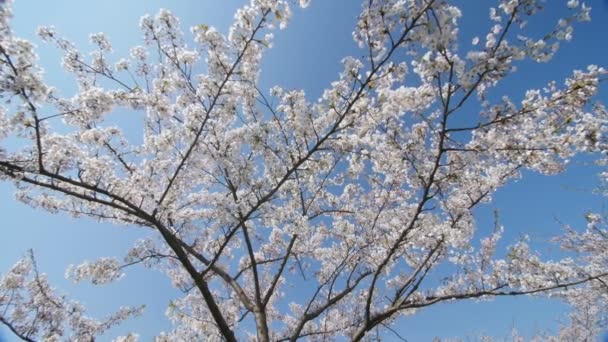 Bajo las flores de cerezo, cámara lenta, muñeco en . — Vídeo de stock