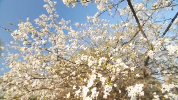 Rama de un ciruelo floreciente con hermosas flores blancas. Movimiento lento . — Vídeo de stock