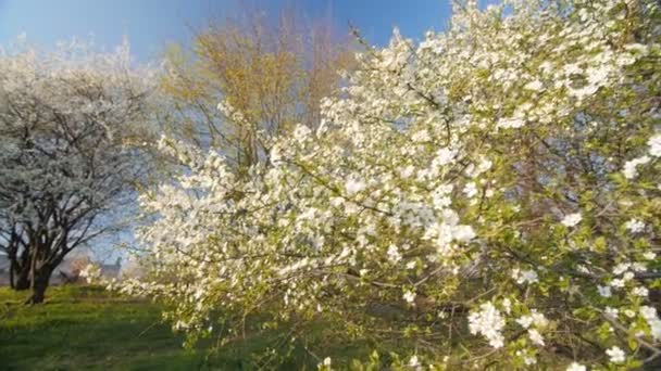 Lugn scen blossom plommonträd av våren. Slow motion. — Stockvideo