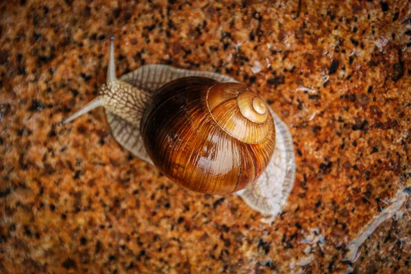 Šnek na kameni. — Stock fotografie