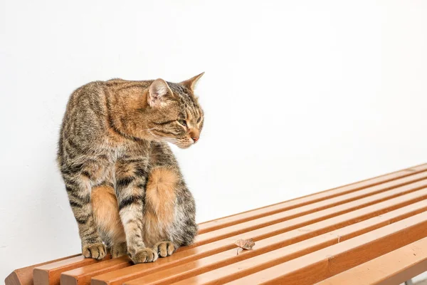bir bankta kedi.