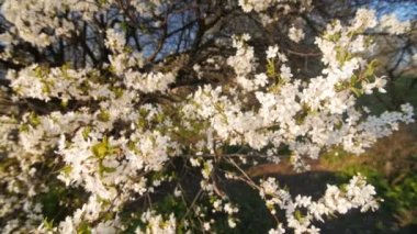 Bahar tarafından sakin sahne çiçeği erik ağacı.