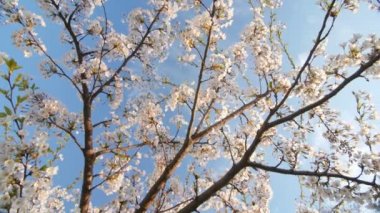 Düşük açılı bakış beyaz bir çiçek açan, kiraz ağacı gölgelik