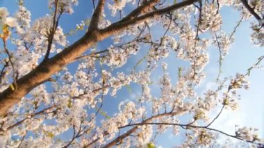 Düşük açılı bakış beyaz bir çiçek açan, kiraz.