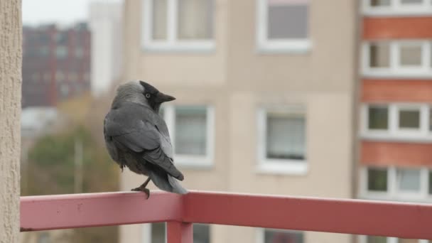 Kauw zit op een leuning. — Stockvideo