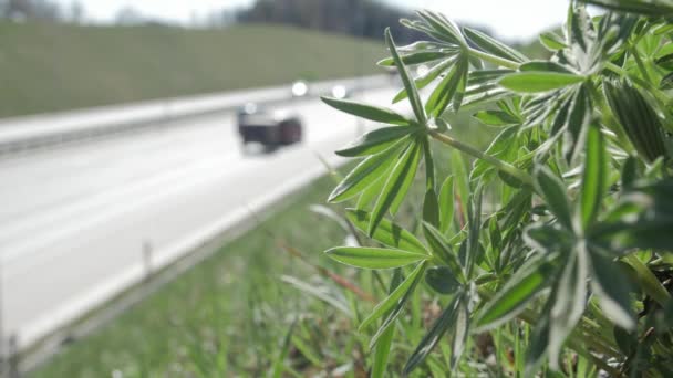 Auto-estrada. Plantas verdes . — Vídeo de Stock